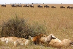 IMG_1477 Maasai Mara