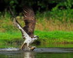 Osprey (Red 8T) takes off with fish at Rothiemurchus