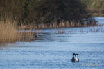 Courting Ritual 4 of 6 - Great Crested Grebes