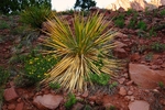 Yucca Plant