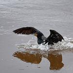 Double-crested Cormorant Phalacrocorax auritus
