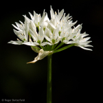 Ramsons (01)
