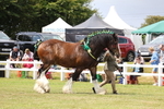 Class 7: Heavy Horse In Hand portfolio