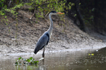 Cocoi Heron
