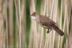 Reed Warbler (Acrocephalus scirpaceus) portfolio
