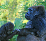 Gorillas   _AN067