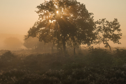 Roydon Common