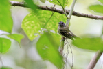 Slaty-capped Flycatche...