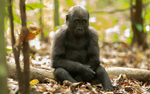 Baby gorilla three years old