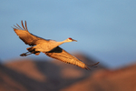 Sandhill Crane flying wings outstretched, Bosque del Apache