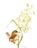 Wren on wild oats