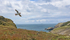 Puffin in flight