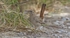 Rufous Bush Chat