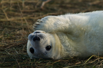 Grey Seal Pup - Donna Nook