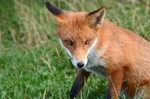 Red Fox