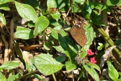 Butterfly Brown Pansy
