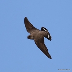 Eurasian Crag Martin (Ptyonoprogne rupestris)
