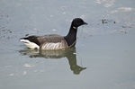 Pale-bellied Brent Goose