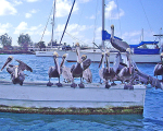 070131 Tobago - Pelicans on boat