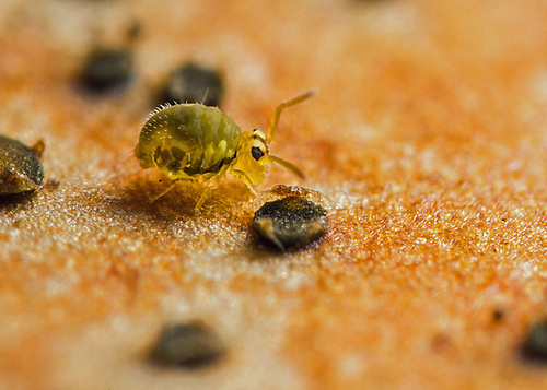 On the underside of a fallen leaf. Warwickshire, October 2013.