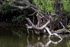 Green Heron on the island, Venice Rookery, Florida
