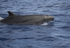 False Killer Whales (Pseudorca).Pico Island, Azores.