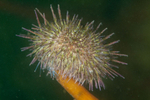 Psammechinus miliaris