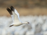 Juvenile Snow Goose flying, wings up, Bosque del Apache, New Mexico