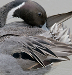 Pintail male