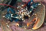 Homarus gammarus