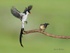 Pin-tailed Whydah courting