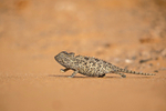 Namaqua Chameleon