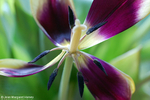 Flowers 17 - 26