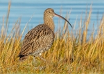 Curlew 3