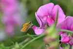 Small Skipper