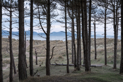 Llanddwyn beach trees
