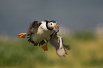 Puffin