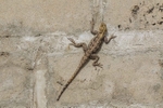 Agama Lizard.