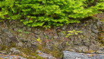 TREES WEEK #27