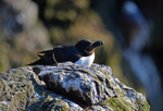 Razorbill