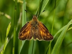 Large Skipper