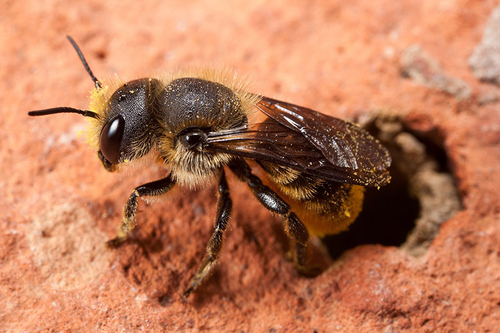 [i]Osmia leaiana[/i] female exiting her nest burrow in a brick wall.