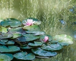 Monets Garden -2