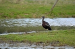 Glossy Ibis