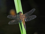 Four-spotted Chaser