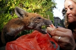 Urban Fox_Bristol_0248