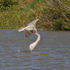Pink-backed Pelican drinking on the fly