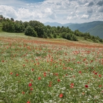 Preci: meadows with poppies, coriander, and cornflowers.
