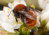 Andrena fulva (f)