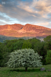 Hawthorn, Cader Idris